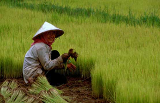 Rice cultivation in China