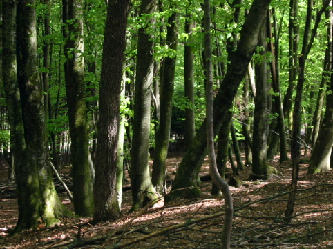 forest